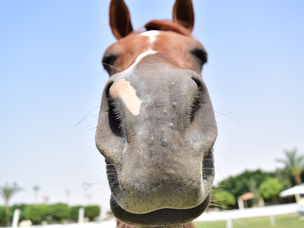 How to Evaluate HappyHorse API Access Pricing for a Side Project or Startup