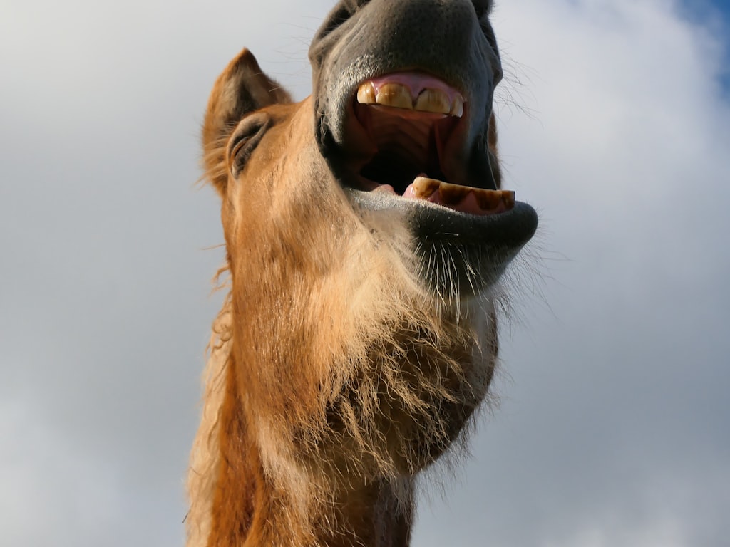 How to choose the right language in HappyHorse lip sync multilingual projects