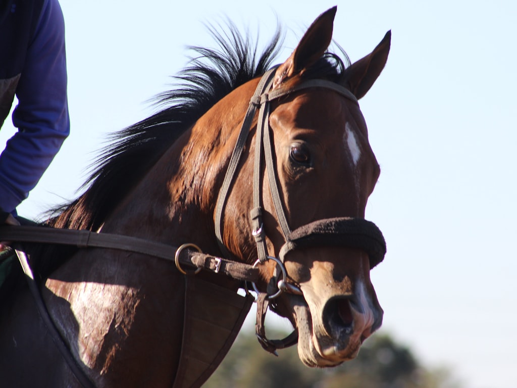 HappyHorse lip sync multilingual quality claims: what to test before publishing