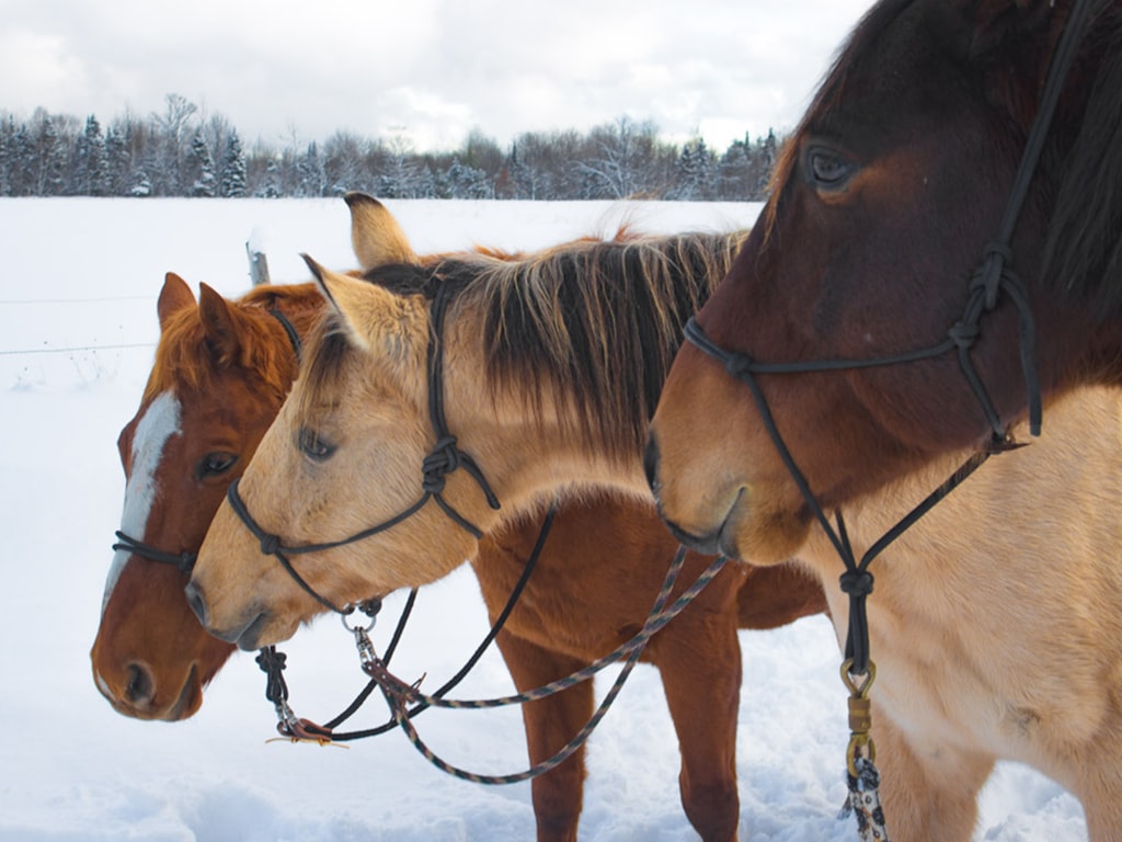 HappyHorse vs Hailuo MiniMax:针对不同用例的快速评判