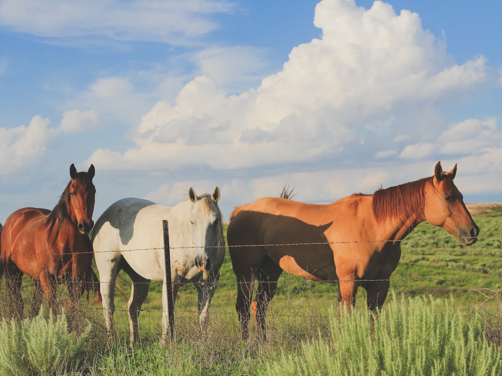 HappyHorse vs Hailuo MiniMax 的定价、访问和价值