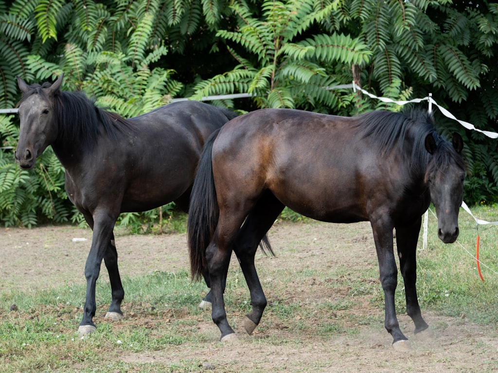 按场景选择最佳:谁应该选择 HappyHorse,谁应该选择 Hailuo MiniMax?