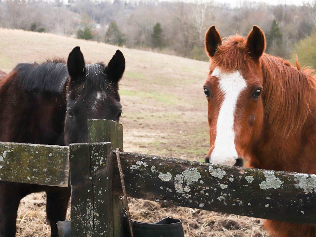 HappyHorse vs HunyuanVideo Output Quality: What Creators Can Expect